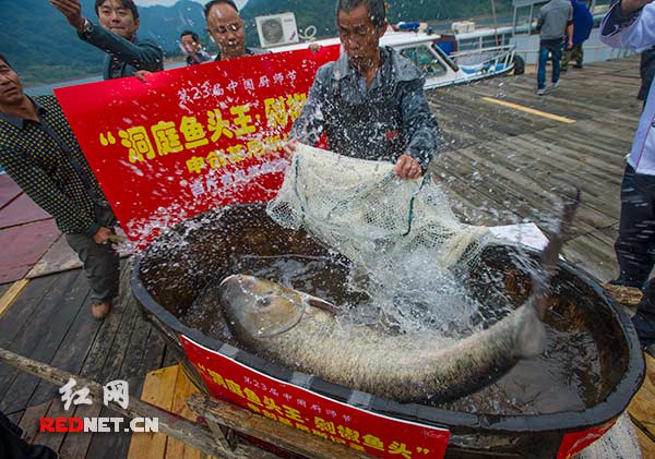 被打撈上來的百斤雄魚王猛烈扭動著軀體，激起巨大的水花，讓人們不由得驚嘆它強悍的體力。